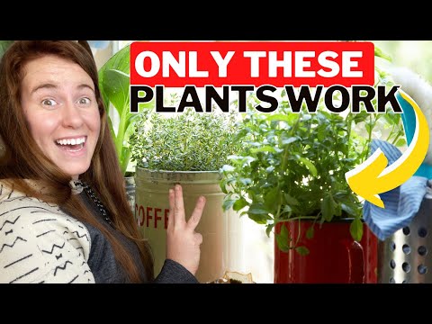 How To Grow Herbs & Vegetables Indoors Without A Grow Light. How To Grow On A Window Ledge.