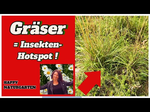 Gräser! Extrem wichtig: Lebensraum & Nahrungsquelle #gräser
