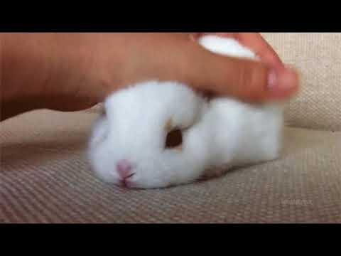 Cutest Bunnies Of The Week - In 30 seconds, this cute animal compilation will make you laugh!