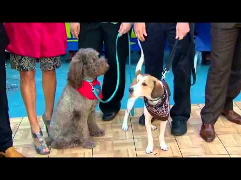 Hallmark Channel - Hero Dog Awards - GMA clip