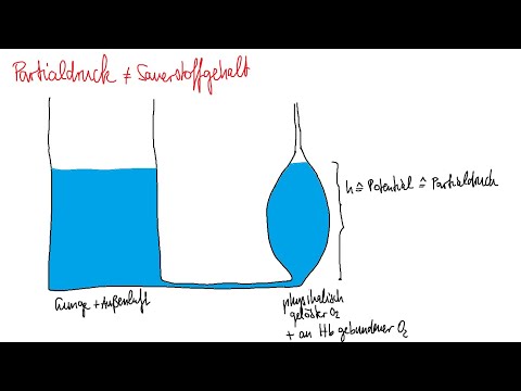 Physiologie: Atmung 4 – Gasgehalt und -Transport, Sauerstoffbindungskurve, Bohr- und Haldane-Effekt
