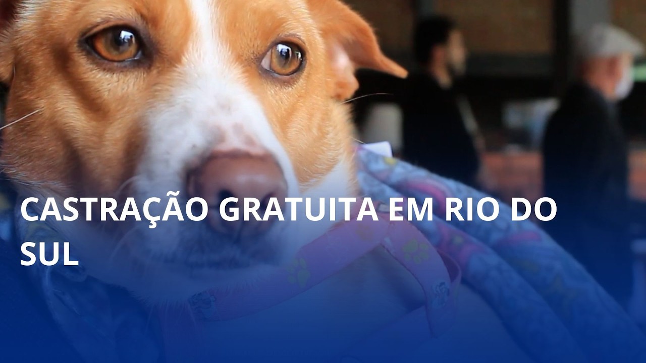 Castração gratuita. Rio do Sul está com inscrições abertas