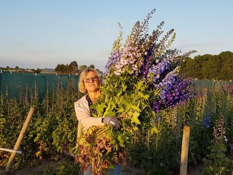 Hilverda De Boer - Delphinium Grower N.G. Wigchert