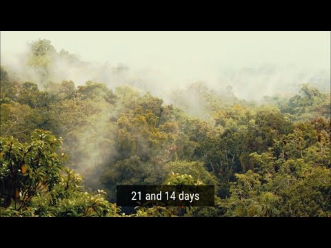 21 AND 14 DAYS -ST MAXI MAYNE ( OFFICIAL VIDEO)