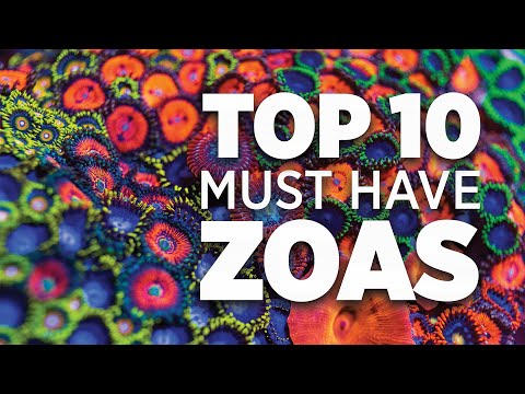 Top 10 Must Have Zoanthids - World Wide Corals