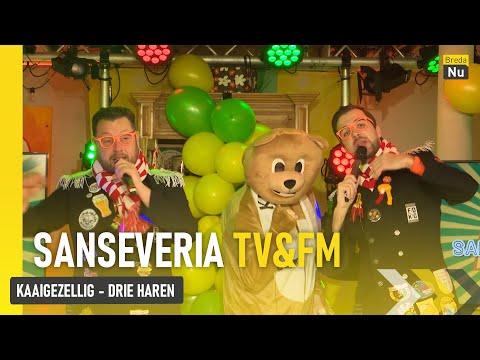 Kaaigezellig - Drie Haren | Sanseveria TV&FM