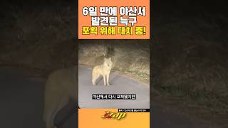 [세가지 뉴스] 야산서 발견된 늑구 현황!... 강아지처럼 말라 안쓰럽다 #shorts