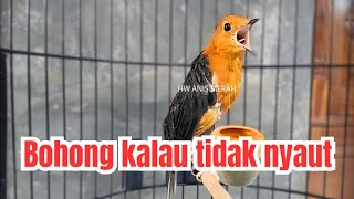 Download lagu HW ANIS MERAH | AMPUH RANGSANG ANIS MERAH CEPAT BUNYI PANCINGAN SUARA BURUNG ANIS MERAH GACOR NRATAK mp3