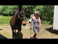 Mule, Merens x Ane des Pyrennées