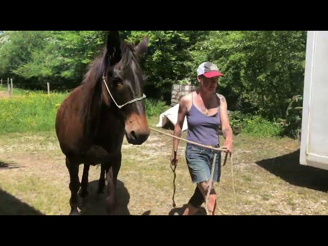 Mule, Merens x Ane des Pyrenn&eacute;es