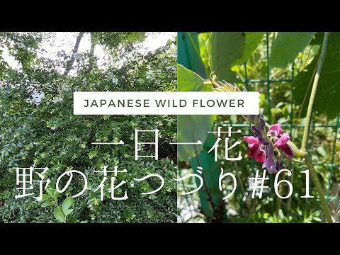 日中美しい庭のフェンスのクレマチスを緑化するつる植物はどれですか