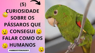 Aqui esta 5 curiosidade dos# pássaros que consegui# falar como os# humanos