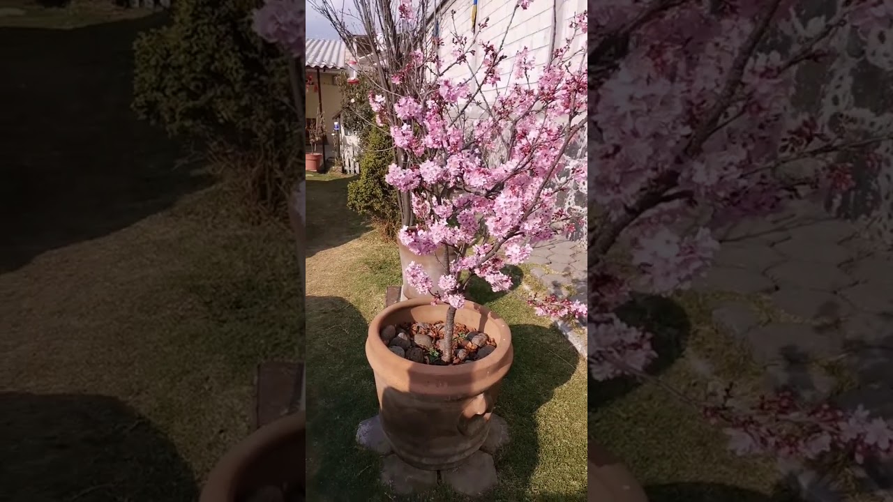 Cerezo Japonés, Cerezo de flor, Cereza Zakura, video del sábado 19 de diciembre del 2020
