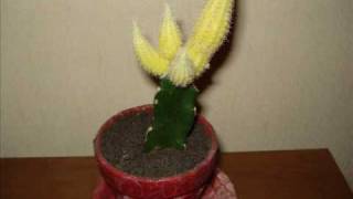 fflh vid2 charlatans UK flower