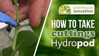 Sowing Courgette Seeds
