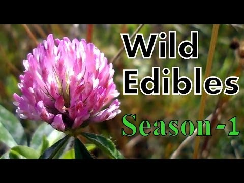 download lagu mp3 mp4 Wild Foraging Guide, download lagu Wild Foraging Guide gratis, unduh video klip Wild Foraging Guide