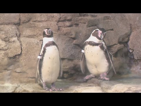 Yuletide days at the Aquarium of Niagara - YouTube