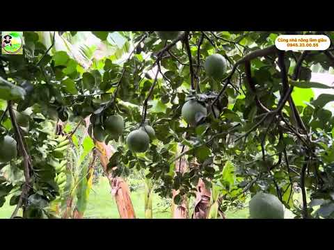 Lựa chọn thời điểm bấm cành theo tuổi cây và thổ nhưỡng