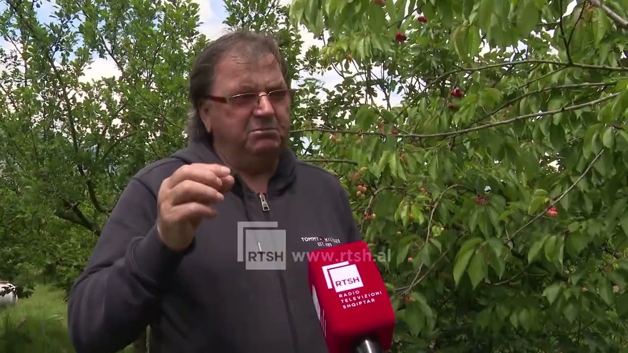 Fermerët në Gjirokastër intensifikojnë punën në pemëtarinë frutore
