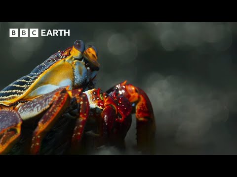 Incredible Wildlife Scenes Narrated by David Attenborough | BBC Earth | BBC Studios