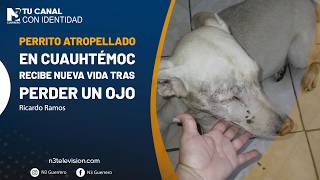 Perrito atropellado en Cuauhtémoc recibe nueva vida tras perder un ojo