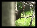 Best Hen Turkey Calling On YouTube Compilation