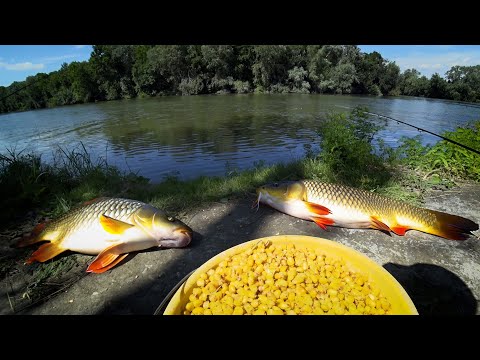 HOW TO CATCH IN THE HEAT. MY CARP FISHING TECHNIQUE ON THE WILD RIVER