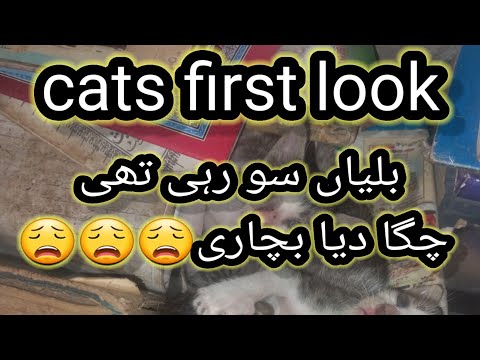 cats first look ! @mariajahangir1
