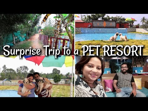 Surprise Trip To A Pet Resort India | A Pet Resort In Bengaluru | Amazing Weekend At The Pet Resort