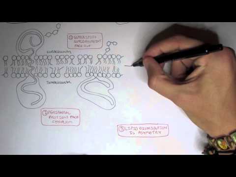 Cell membrane IV - Saturated, Unsaturated and Cholesterol