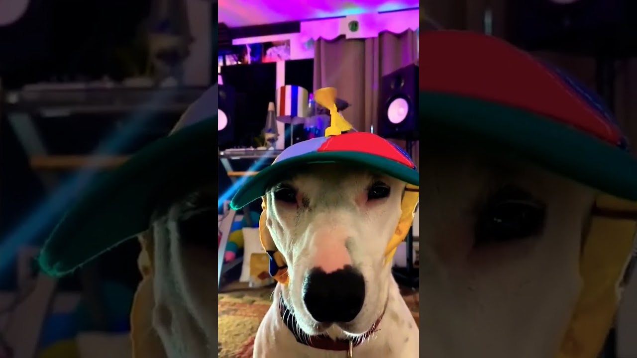 Propeller Hats For Dogs 🐕 #shorts #viral #trends