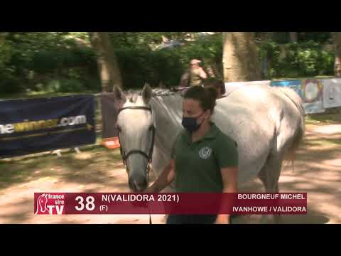 Sprinter Sacré Show 2021 : Lot 38 - N.21 Validora