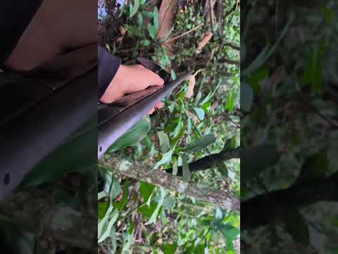 controle de javali no município de Mairipotaba Goiás... #caçadores #vidanaroça