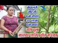 गुल्मीमा भेटियो नेपालकै महँगो काठ, १ किलोकै पर्छ ३० लाखभन्दा बढी, यसरि बेच्नुस र लाखौ कमाउनुस |Gulmi गुल्मीमा भेटियो नेपालकै महँगो काठ, १ किलोकै पर्छ ३० लाखभन्दा बढी, यसरि बेच्नुस र लाखौ कमाउनुस |Gulmi