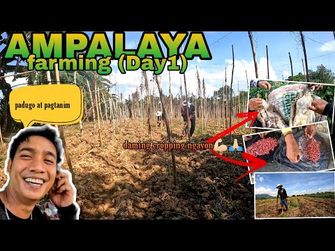 EP328-P1: AMPALAYA FARMING - PADUGO (Day1) | DREAMHOUSE UPGRADE