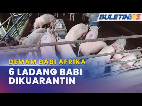 , title : 'DEMAM BABI AFRIKA | Lebih 1,000 Babi Dimusnahkan, Akibat Dijangkiti ASF'