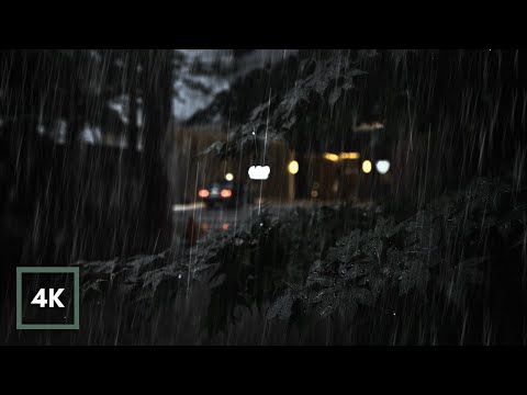 STEADY RAIN on Japanese Maple Tree. Rain Sounds on Leaves for Sleeping