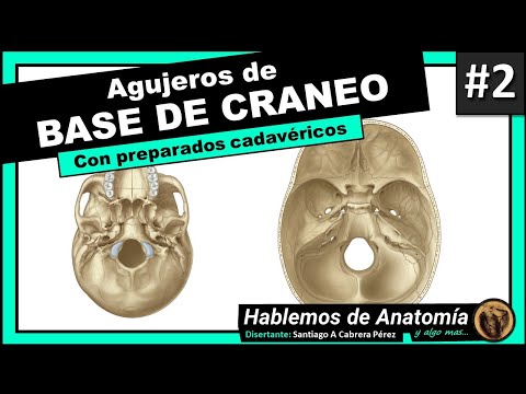 🔴👉AGUJEROS DE BASE DE CRANEO - MEDICINA 🟩 1er PARCIAL - ANATOMIA C🟪