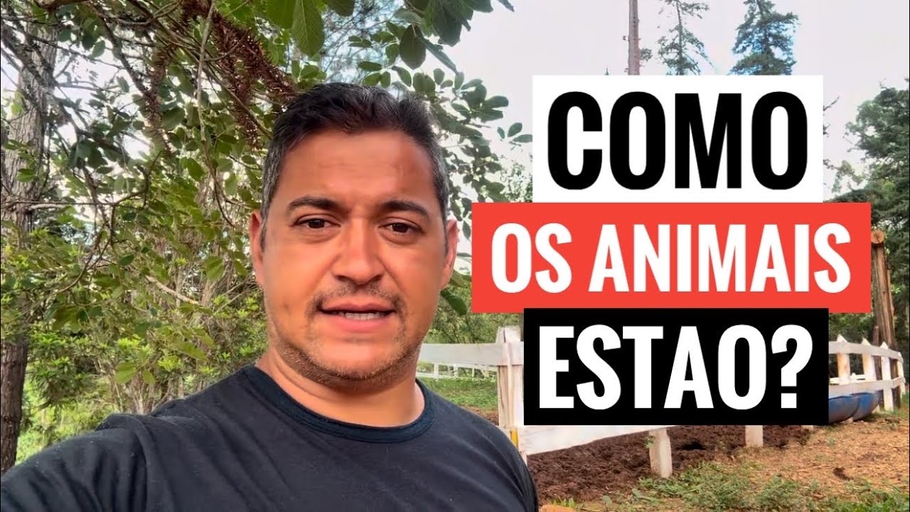 OLHA O QUE ACONTECEU COM O SÍTIO NA MINHA AUSÊNCIA
