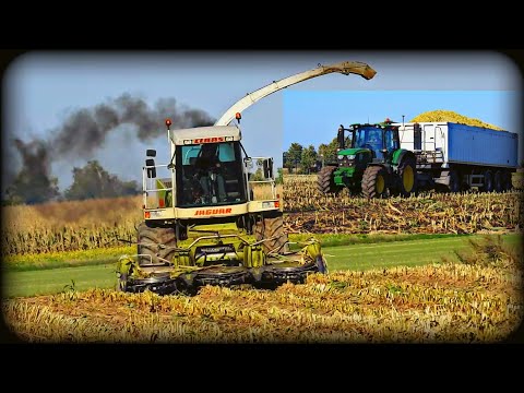 🌽KUKURYDZA NA KISZONKĘ 2022🌽 #Kiszonka