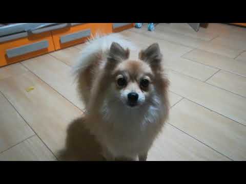 Il cane che abbaia e starnutisce