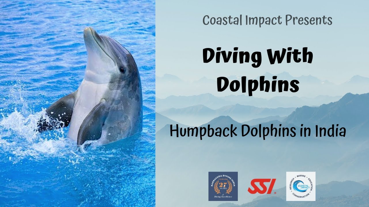 Diving with Dolphins