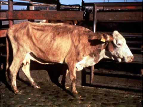 A Vaquinha - Trio Parada Dura