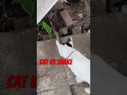 CAT VS SNAKE #cat #funnycats