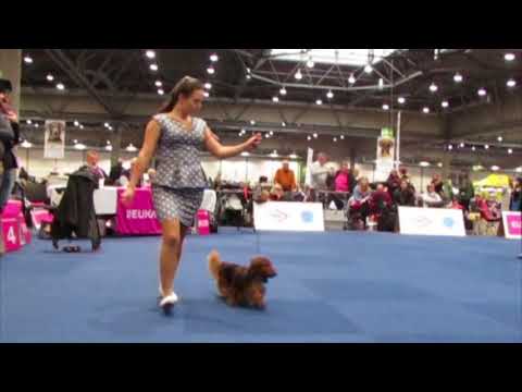 WDS 2017 Dachshund miniature long-haired. Males, champion class