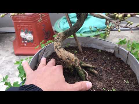 Cách kích nụ -hãm nụ - chống rụng nụ mai vàng miền Bắc