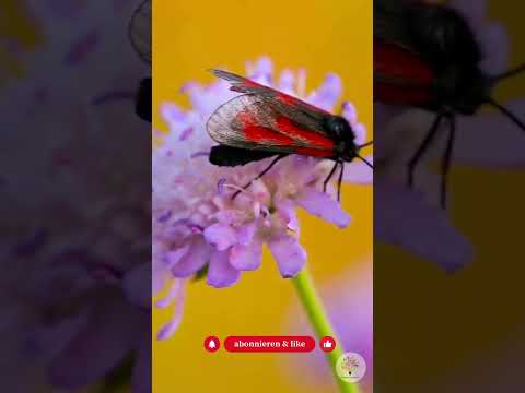 Spätblüher im Naturgarten: Wie du mit Herbsttracht Hummeln und Wildbienen rettest