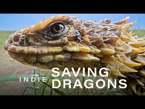 這個古老的物種受到攻擊，如何保護它們？| 尋人啟事 (This Ancient Species Is Under Attack, How Can They Be Protected? | Seeker Indie)