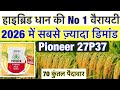 Pioneer 27P37 Hybrid Rice Top Varieties Of Hybrid Rice 2026 Top Varieties Of Rice 2026