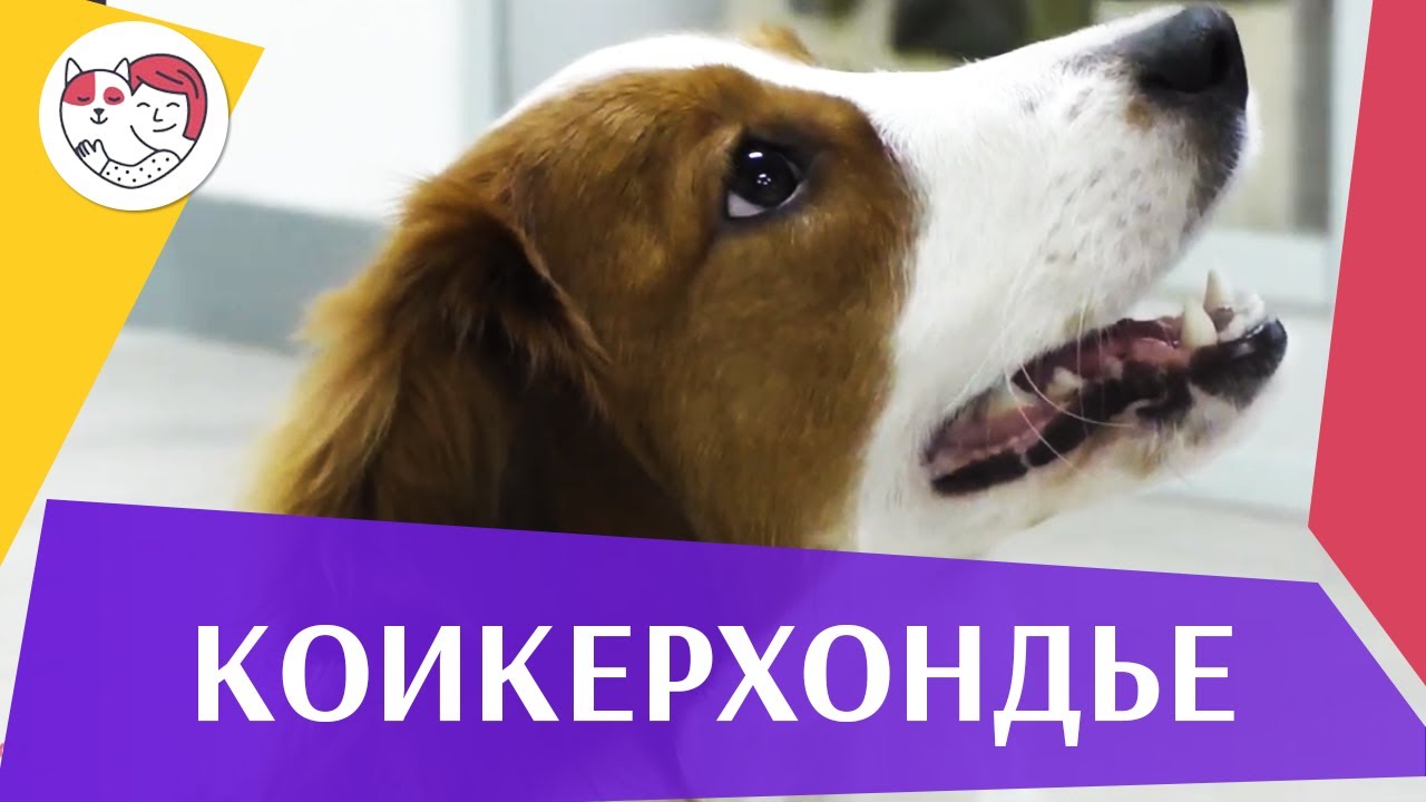 Коикерхондье на ilikepet. Особенности породы, уход